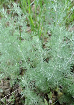 Artemisia caucasia
